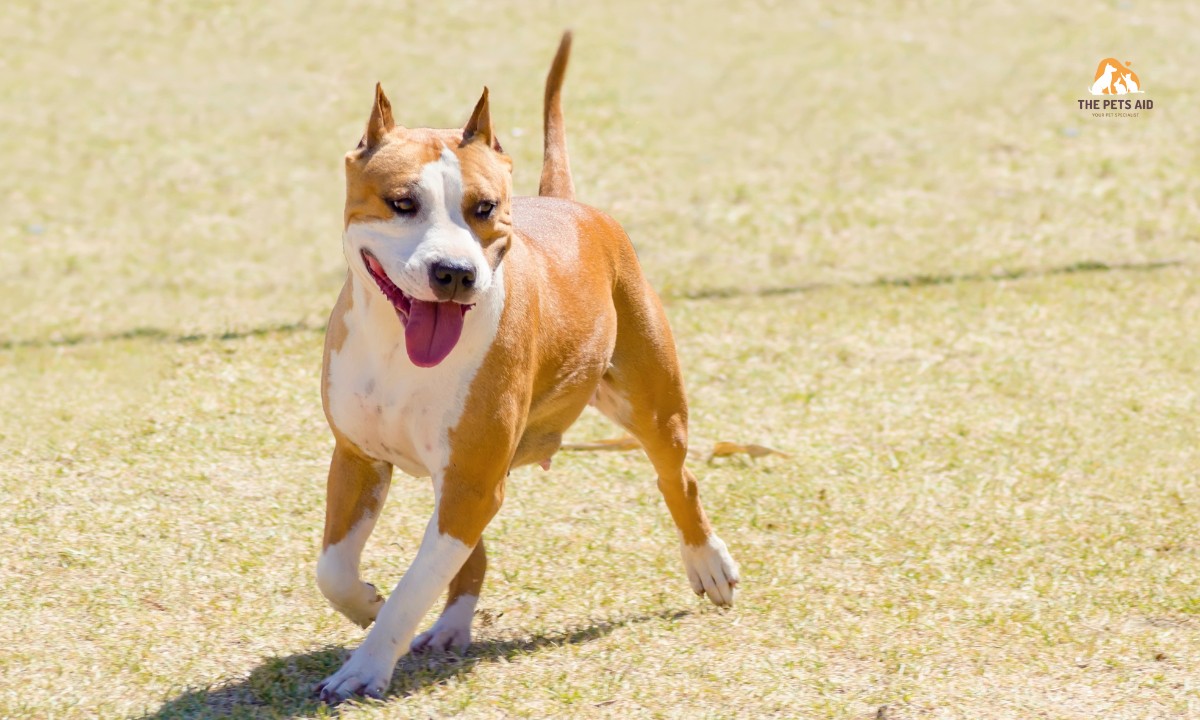 Which Dog Doesn’t Need Much Care? – (7 Breeds) 7 American Staffordshire Terrier